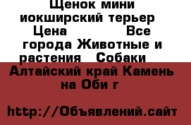 Щенок мини иокширский терьер › Цена ­ 10 000 - Все города Животные и растения » Собаки   . Алтайский край,Камень-на-Оби г.